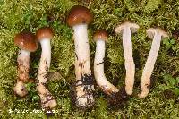 Cortinarius collinitus image