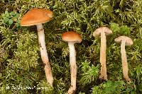 Cortinarius collinitus image