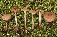 Cortinarius comptulus image