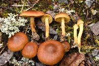 Cortinarius croceus image