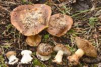 Cortinarius elotoides image