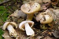 Cortinarius firmus image