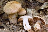 Cortinarius firmus image