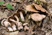 Cortinarius firmus image