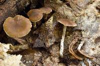 Cortinarius fragrantissimus image