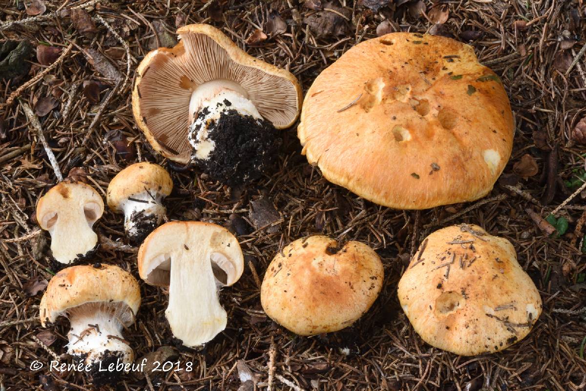 Cortinarius fulminoides image