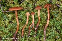 Cortinarius gentilis image