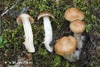 Cortinarius illuminus image