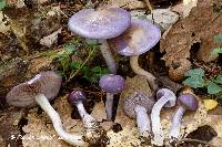 Cortinarius iodes image