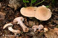 Cortinarius ionophyllus image