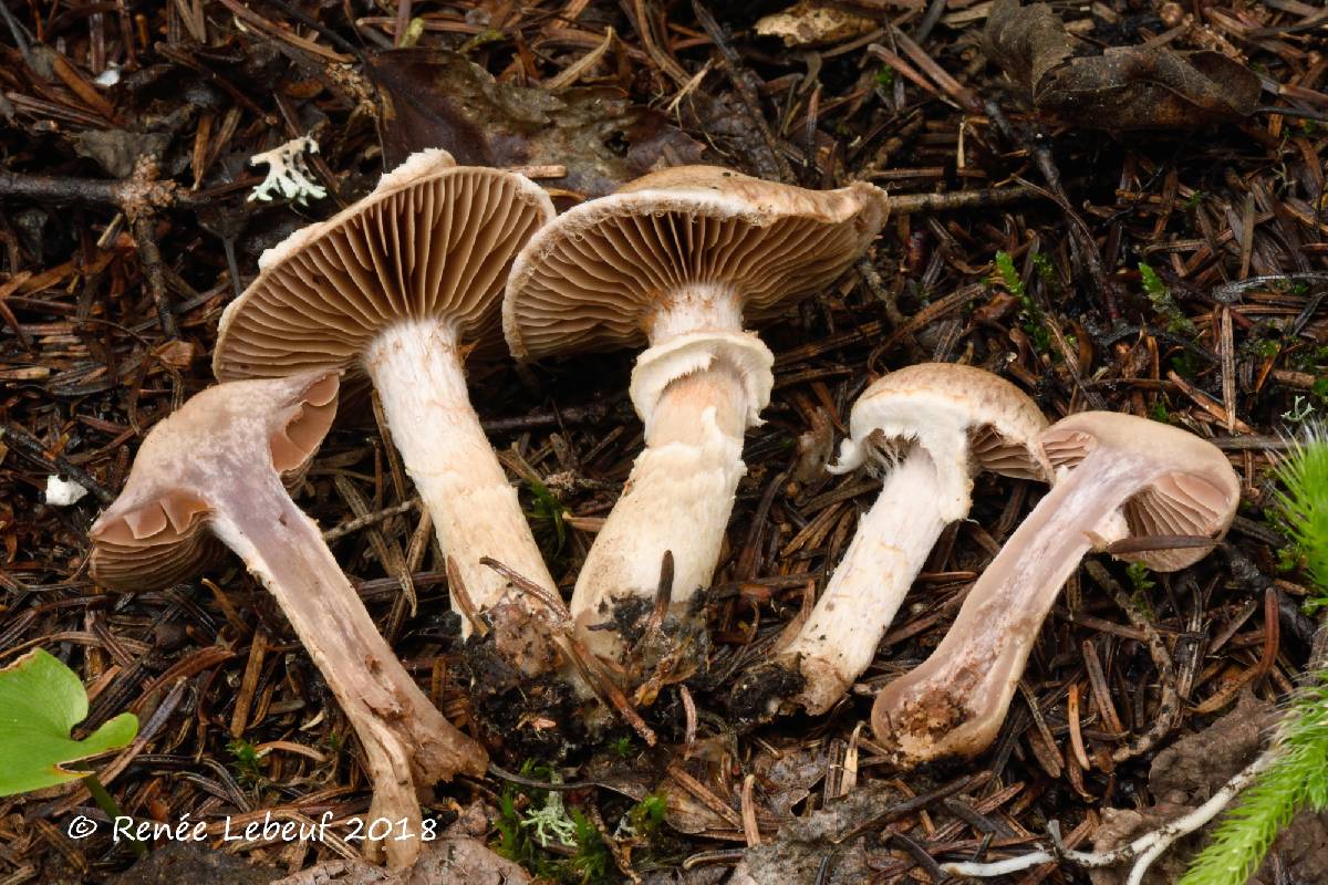 Cortinarius ionophyllus image