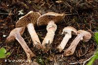 Cortinarius ionophyllus image