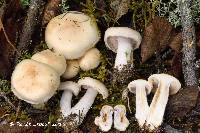 Cortinarius leucophanes image