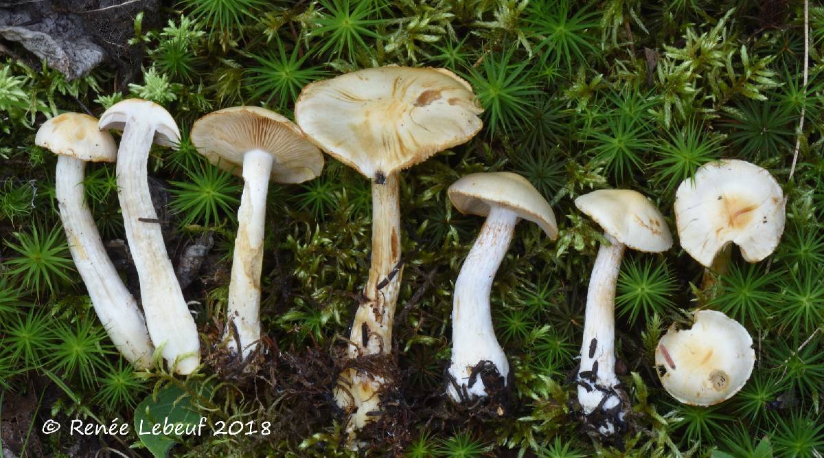 Cortinarius leucophanes image