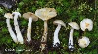 Cortinarius leucophanes image