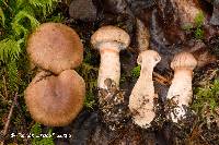 Cortinarius luteo-ornatus image