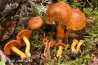 Cortinarius malicorius image