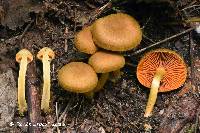 Cortinarius malicorius image