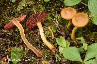 Cortinarius tinctorum image