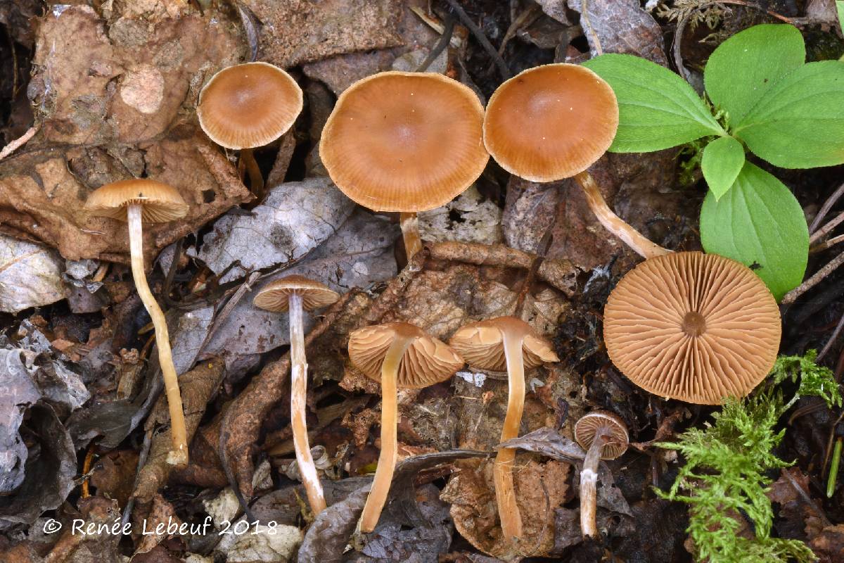 Cortinarius neofallax image