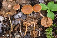 Cortinarius neofallax image