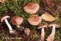 Cortinarius privignipallens image