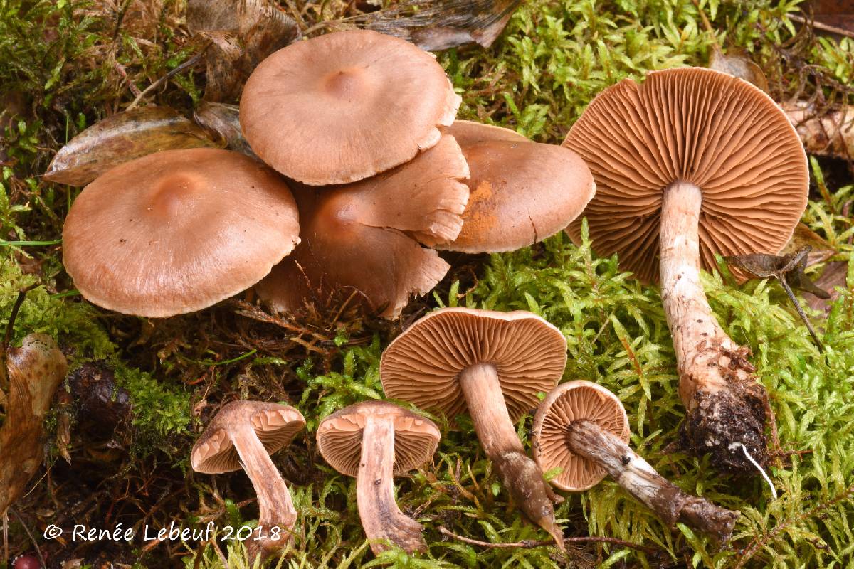 Cortinarius privignipallens image