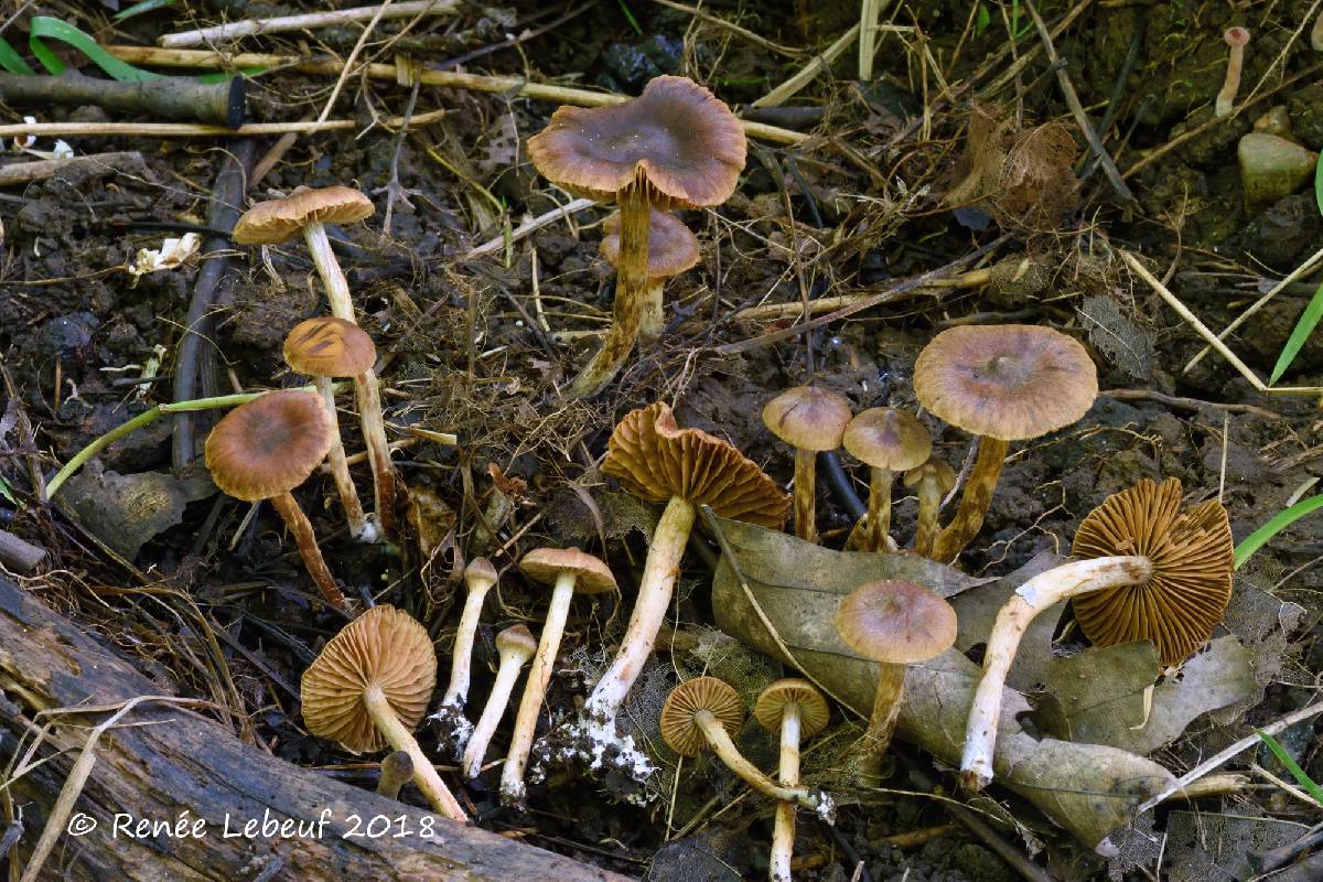 Cortinarius saniosus image