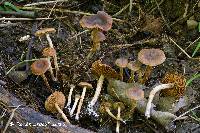 Cortinarius saniosus image