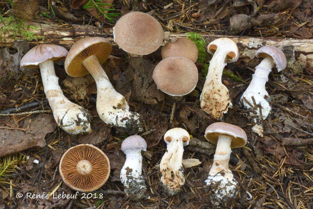 Cortinarius solis-occasus image
