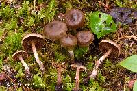 Cortinarius nigrocuspidatus image