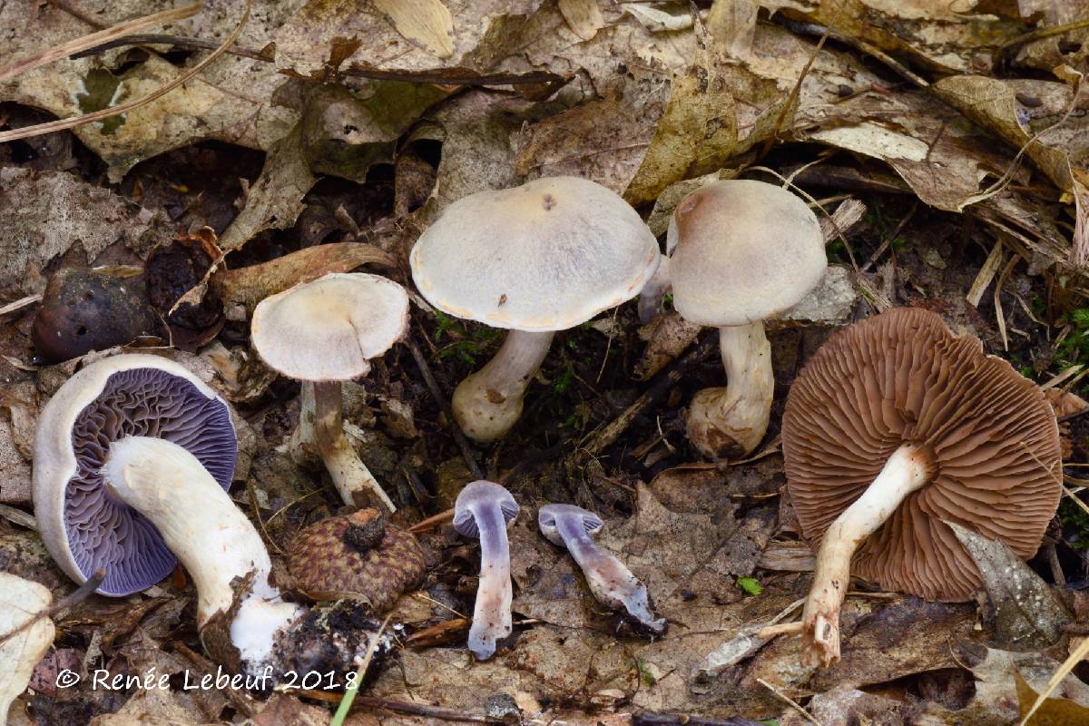Cortinarius deceptivus image