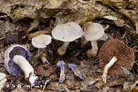 Cortinarius deceptivus image