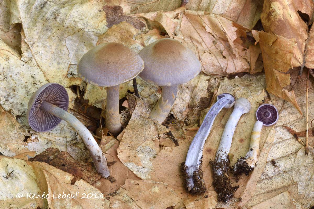 Cortinarius deceptivus image