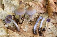 Cortinarius deceptivus image