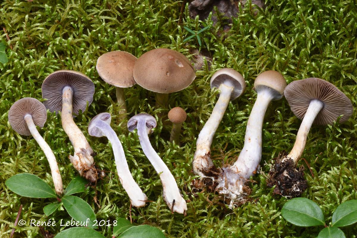 Cortinarius modestus image
