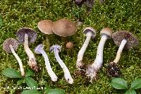 Cortinarius modestus image