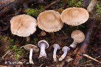 Image of Cortinarius clintonianus