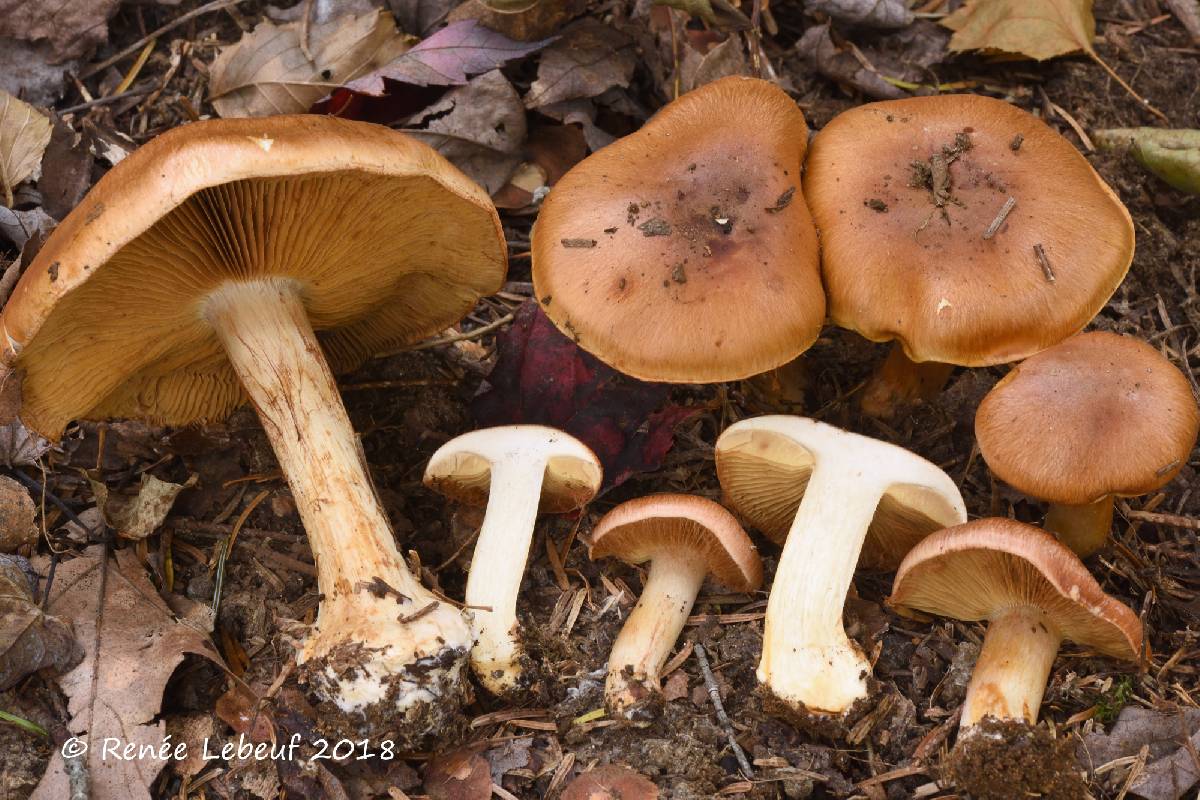 Cortinarius olivaceolamellatus image