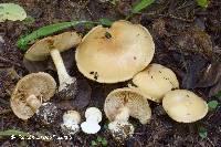 Cortinarius talus image