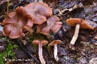 Cortinarius tortuosus image