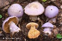 Cortinarius traganus image