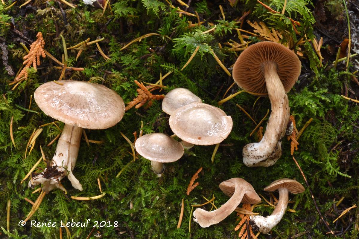 Cortinarius diosmus image