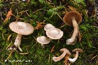 Cortinarius diosmus image