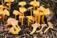 Cantharellus ignicolor image