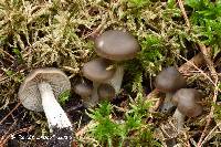 Entoloma sericatum image