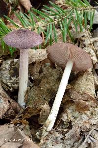 Entoloma violaceum image