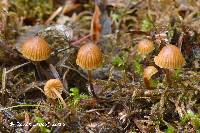 Galerina atkinsoniana image