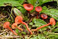 Hygrocybe phaeococcinea image