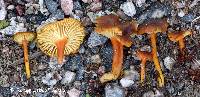 Hygrocybe turunda image